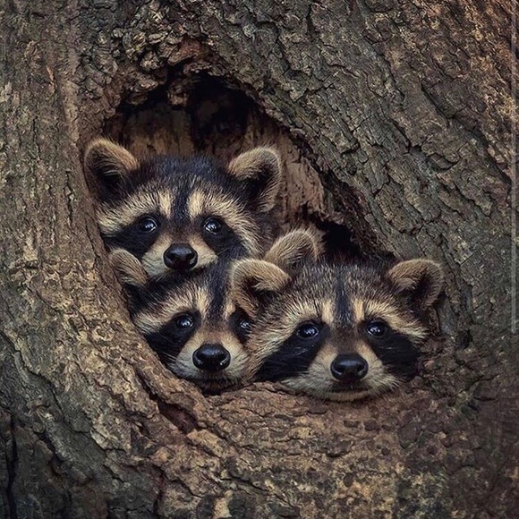 Meet your Posher, Krystal - Picture 1 of 1